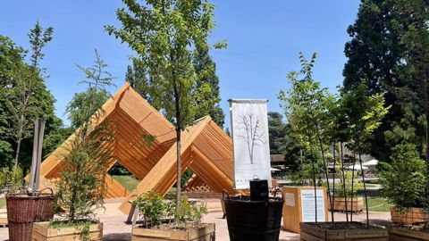 Certains arbres de l’essai substrats par la station Astredhor Est-Horticole ont trouvé place dans le parc de la Pépinière à Nancy (54), durant le colloque Embranchements. © Y. Haddad